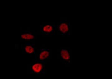 ZNF771 Antibody