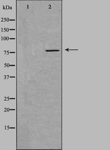SLC5A3 Antibody