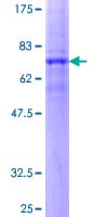 Human SCTR / SR / Secretin Receptor Protein (Recombinant GST)