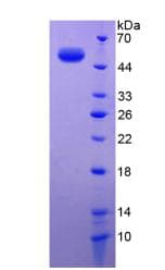 Human CELA1 / Pancreatic Elastase 1 Protein (Recombinant His-GST, N-terminus)