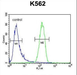 Polyclonal Rabbit anti-Human GAGE13 Antibody (aa1-30, IHC, WB)