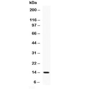 IL4 Antibody (aa25-153)