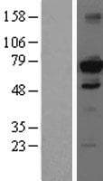 HDAC10 Protein (Over-Expression Lysate Myc-DDK (Flag))
