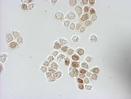 Monoclonal Mouse BrdU Antibody (clone 7H4, IHC, IF)