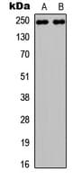 NOTCH3 Antibody (C-Terminus)