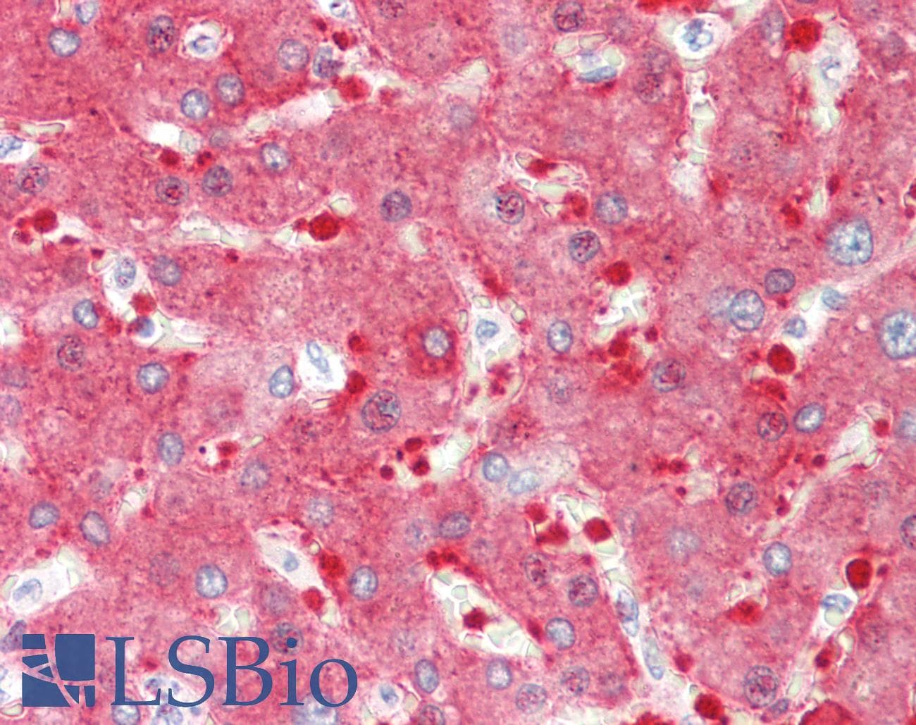 IHC-plus™ ALDH1L1 Antibody