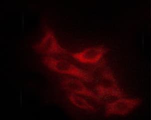 ABL1 / c-ABL Antibody (phospho-Tyr393,pTyr412)