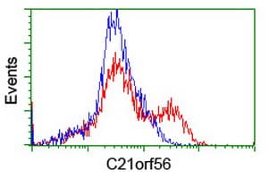 SPATC1L / C21orf56 Antibody (clone OTI1H6)