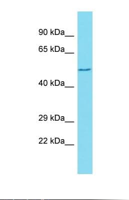 GXYLT1 Antibody (aa332-381)
