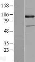 CDCP1 Protein (Over-Expression Lysate Myc-DDK (Flag))