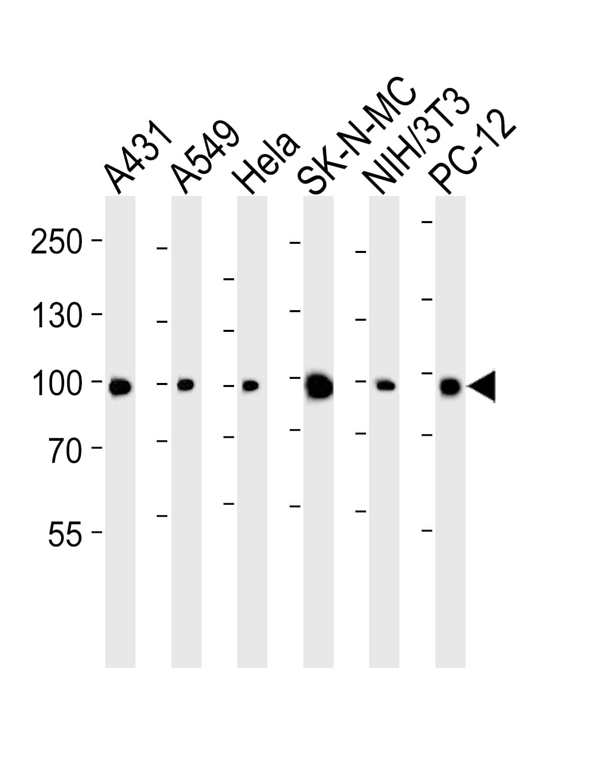 HSP90AA1 / Hsp90 Alpha A1 Antibody (aa57-89)