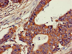 C25H / CH25H Antibody