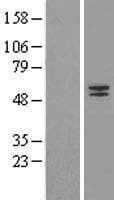 MMP20 Protein (Over-Expression Lysate Myc-DDK (Flag))
