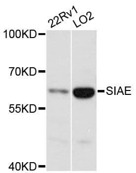 Polyclonal Rabbit anti-Human SIAE Antibody (WB)