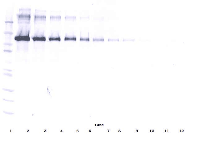 CD22 Antibody
