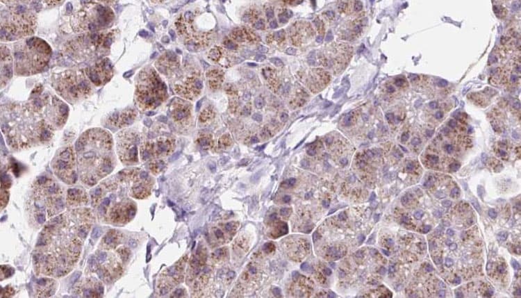 DAAM1 Antibody