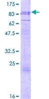 Human PHTF1 Protein (Recombinant GST)