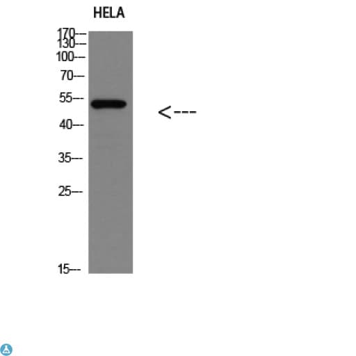 TP53 / p53 Antibody