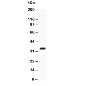 Ubiquitin Antibody (aa77-152)