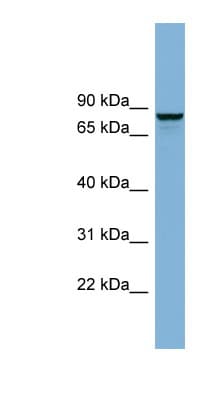 GGA3 Antibody (aa179-228)