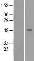 TRIM13 Protein (Over-Expression Lysate Myc-DDK (Flag))