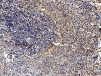 THPO / TPO / Thrombopoietin Antibody