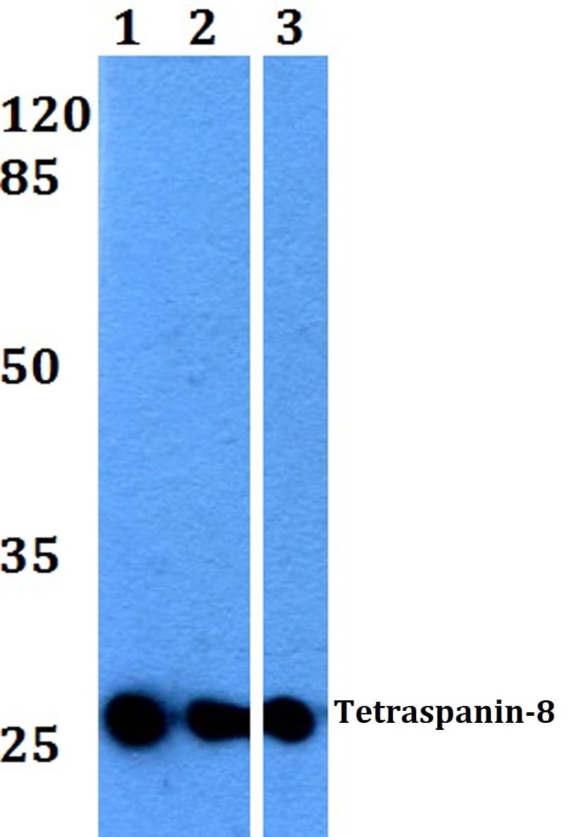 IHC-plus™ CO-029 / TSPAN8 Antibody (aa110-160)