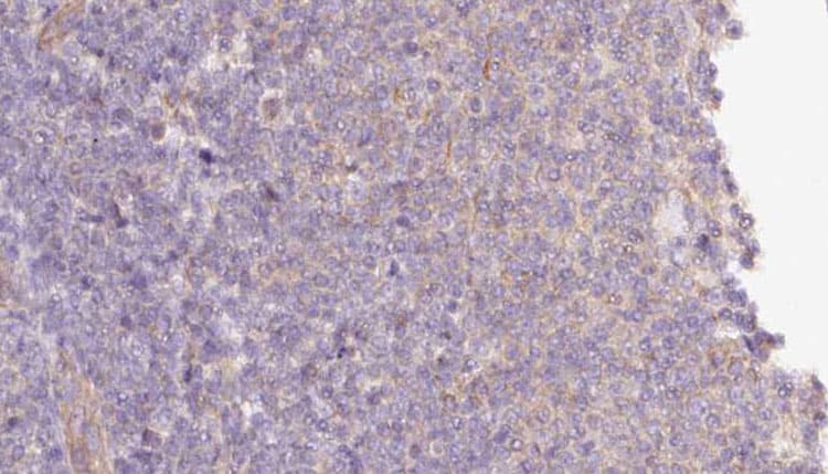 MTO1 Antibody