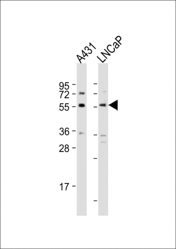 SUFU Antibody (aa308-341)
