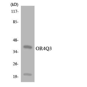 Polyclonal Rabbit anti-Human OR4Q3 Antibody (aa254-303, WB)