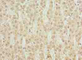 CYP4X1 Antibody