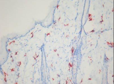 Macrophage Antibody (clone AnP95)