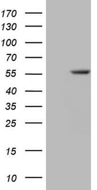 Zfp105 / ZNF35 Antibody (aa1-258, clone OTI3H5)