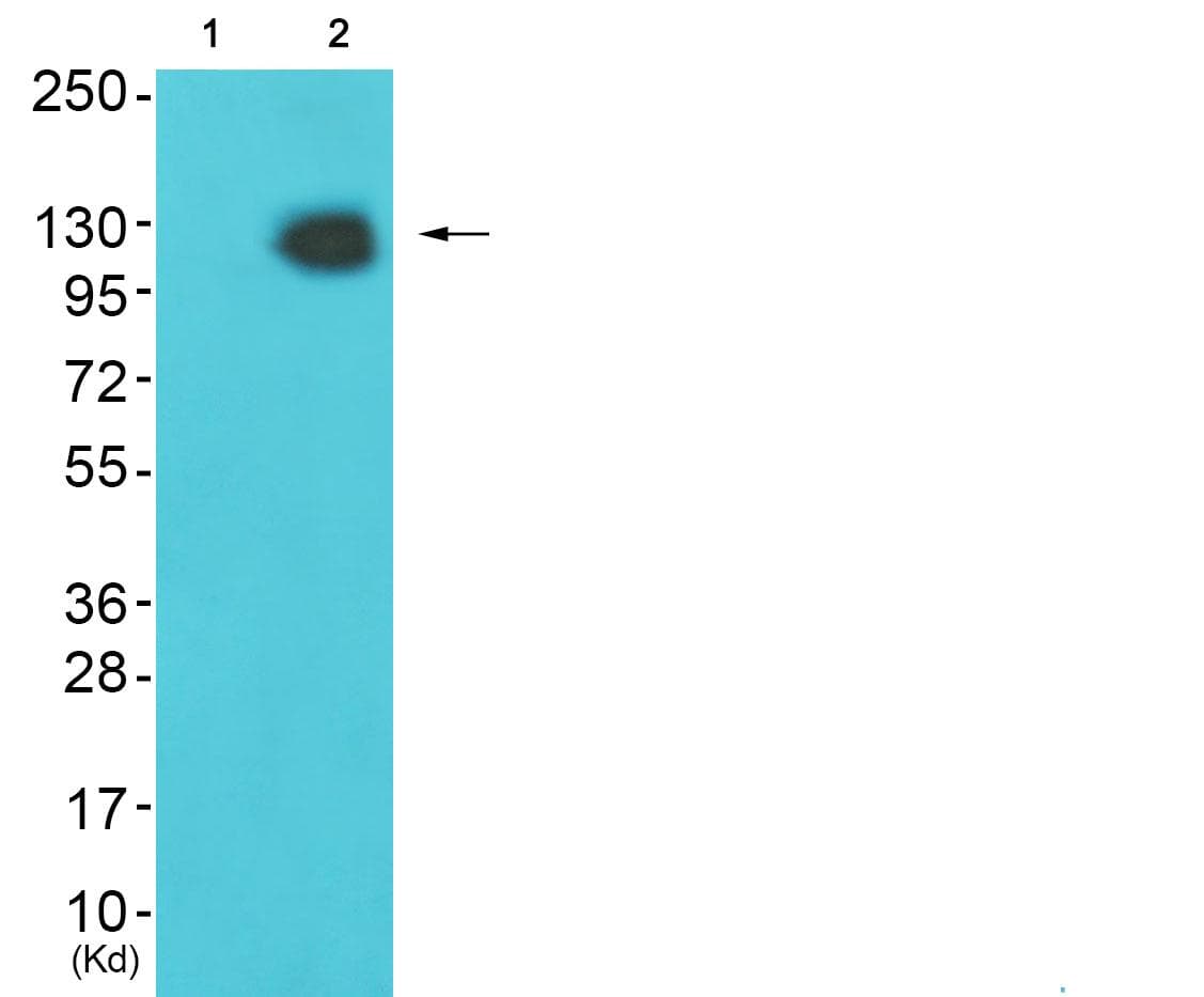 HDAC4 Antibody (p632)