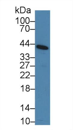 CD276 / B7-H3 Antibody (aa47-213)