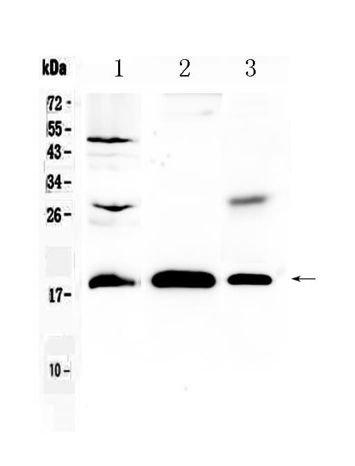 TMEM240 / C1orf70 Antibody