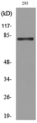 MCM7 Antibody