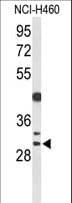 CCNB1IP1 Antibody (aa199-228)