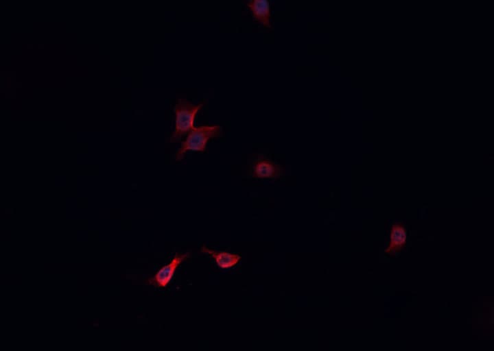 NRF1 / NRF-1 Antibody