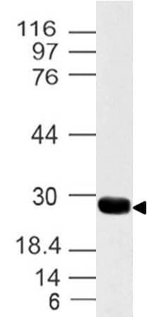 YWHAZ / 14-3-3 Zeta Antibody (aa48-245)