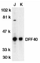 DFFB Antibody