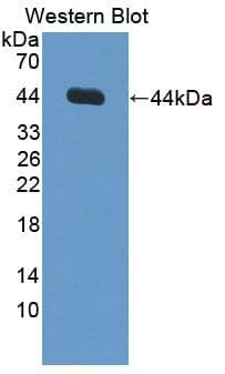 INHA / Inhibin Alpha Antibody (aa25-363)