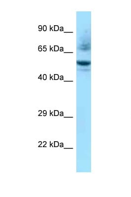 Polyclonal Rabbit anti-Mouse NR1H3 / LXR Alpha Antibody (aa356-405, WB)