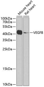 VEGFB Antibody