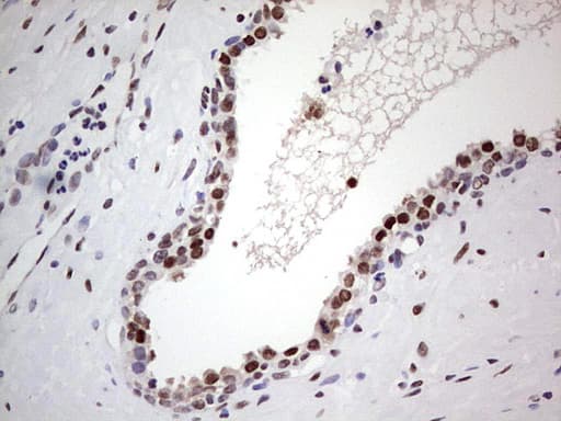 Monoclonal Mouse anti-Human C14orf166 Antibody (clone OTI4A3, IHC, WB)