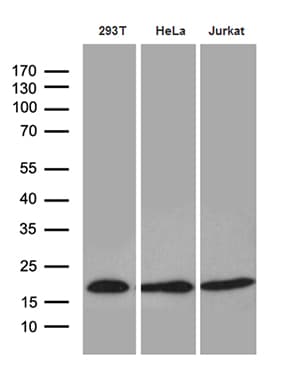 EDF1 / MBF1 Antibody (clone OTI7D9, Carrier-free)