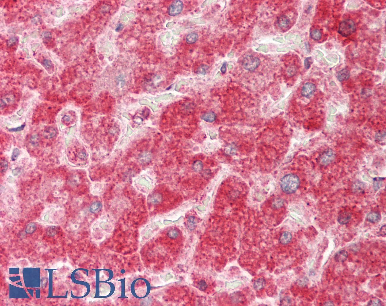 D-Binding Protein / DBP Antibody (aa41-90)