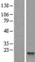 RPS25 / Ribosomal Protein S25 (Over-Expression Lysate Myc-DDK (Flag))