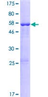 Human KCNRG Protein (Recombinant GST)