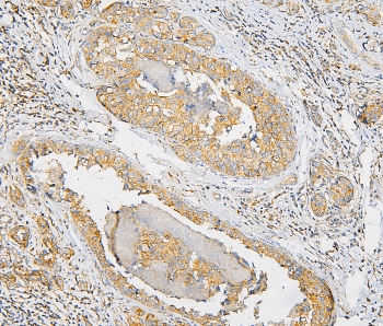 IQGAP1 Antibody